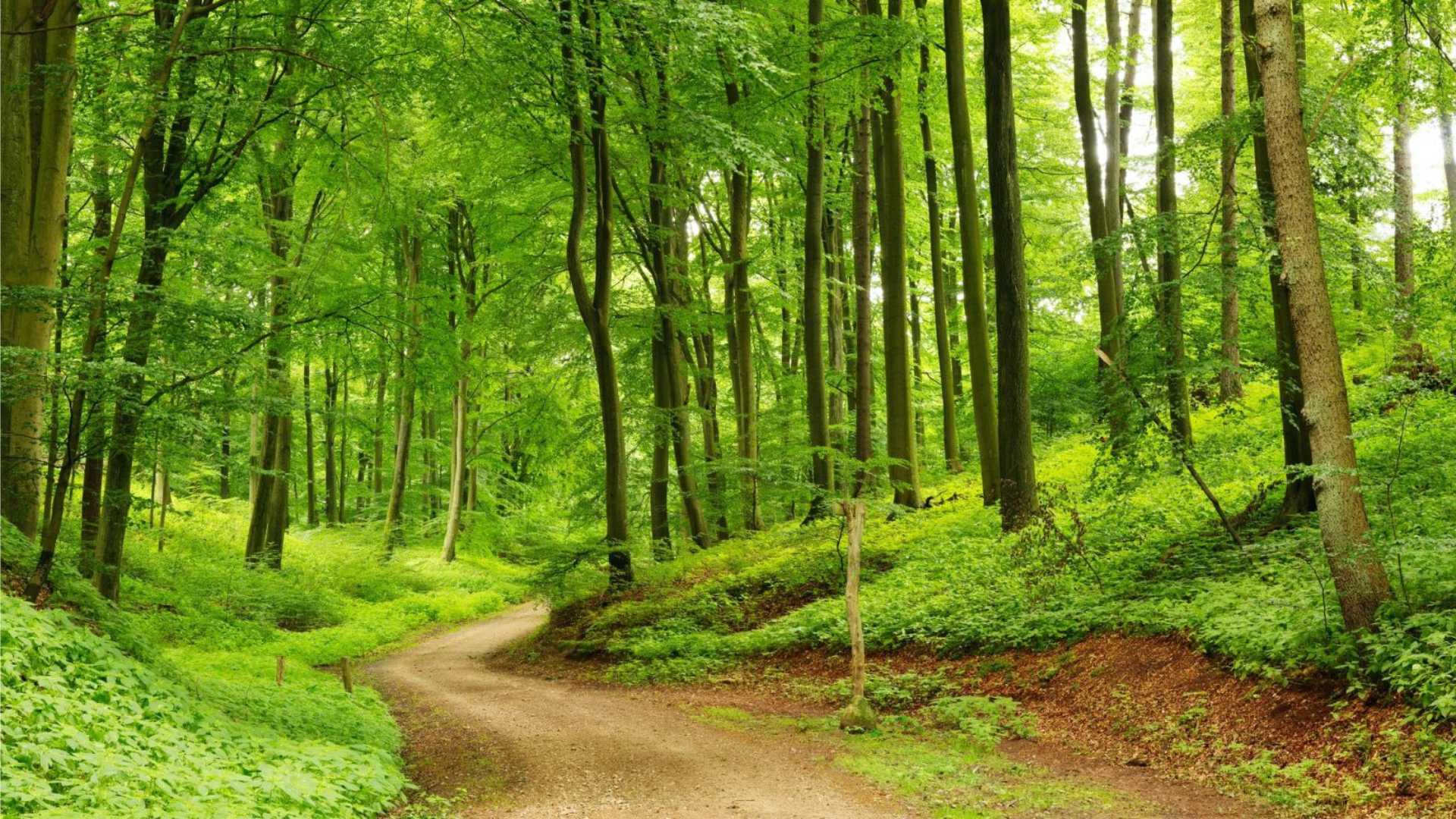 RC18 - Test 1.2 - Forest management in Pennsylvania, USA thumbnail