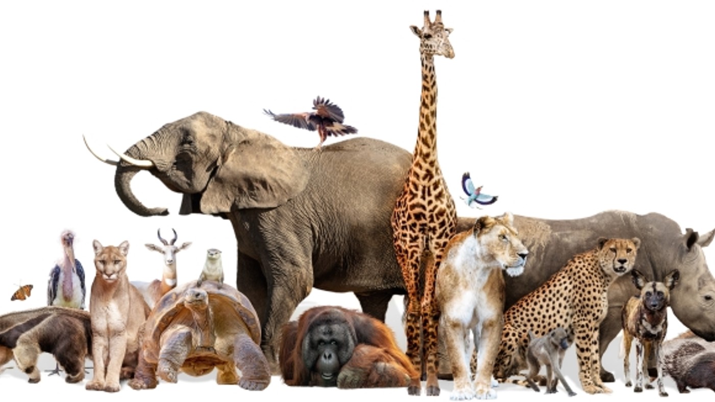 TOPIC 12 – ANIMALS - Ielts Ms Ngọc